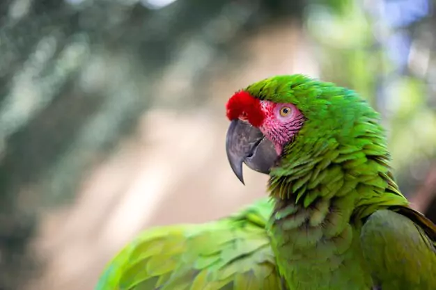 Red Masked Conure: The Painted Parrot