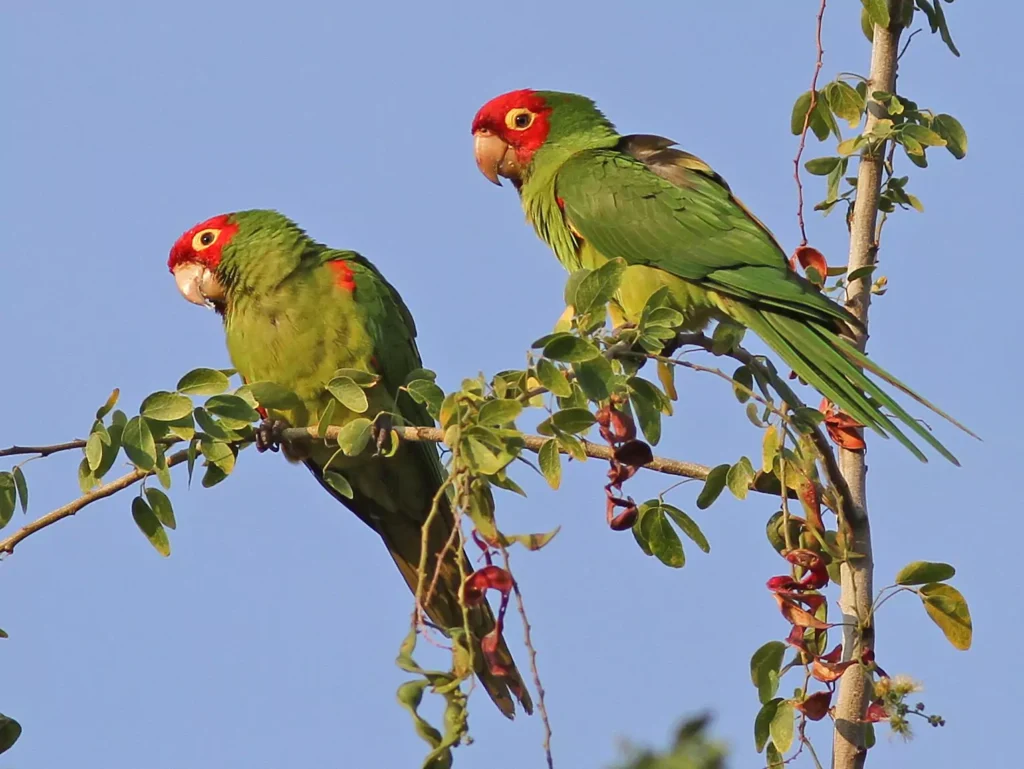 Red-fronted Macaw Health Concerns and How to Keep Your Bird Healthy