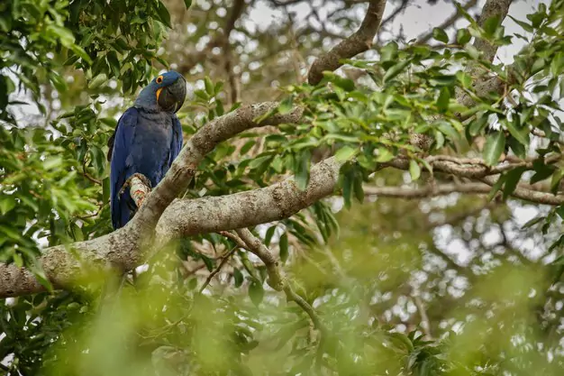 Rediscovery Of Thought-To-Be-Extinct Blue Macaws