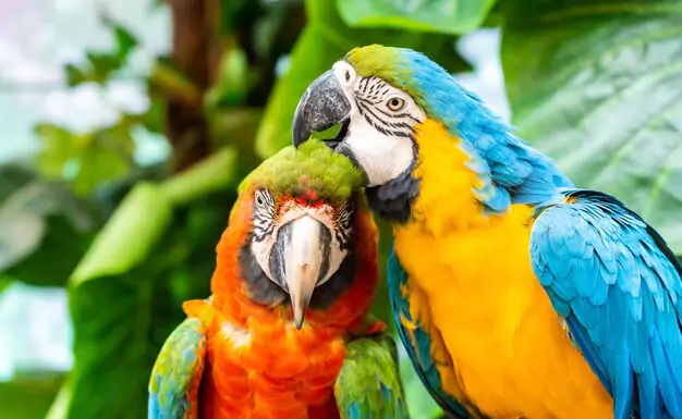 Researching Macaw Breeders In California