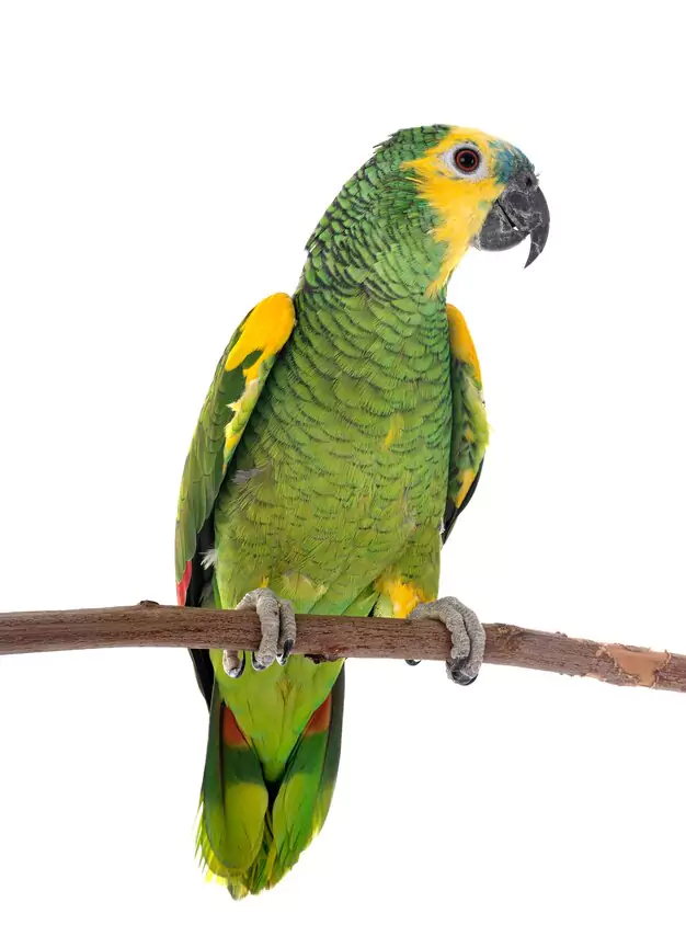 Resources for Potential Red Bellied Macaw Owners Membership Benefits and Access