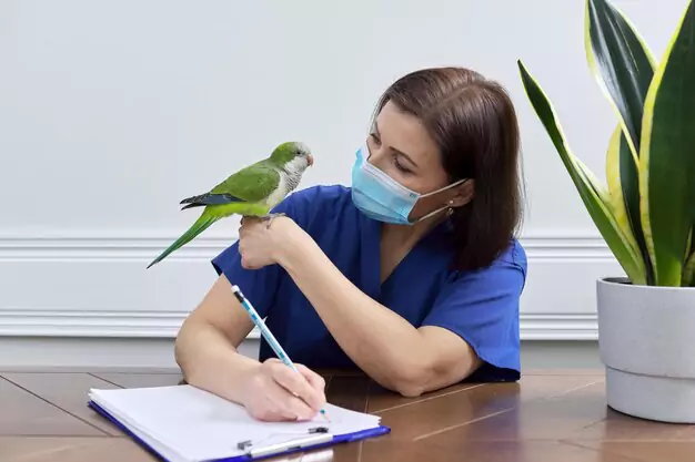 Responsibilities And Care For Parrot Owners In California