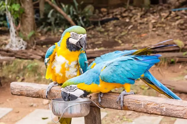 Responsible Ownership: Ensuring The Macaw’s Well-Being