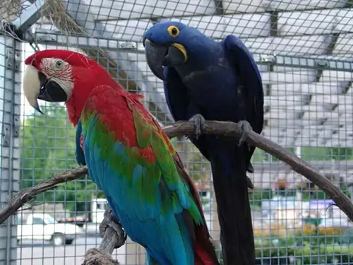 Scarlet Macaw Hyacinth Macaw Unleashing the Majestic Power