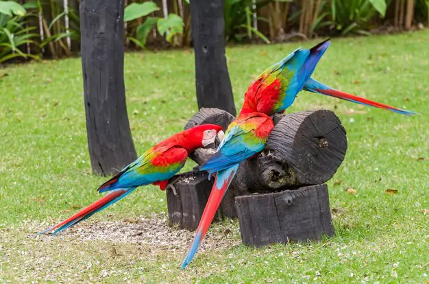 Secrets To A Macaw’S Longevity