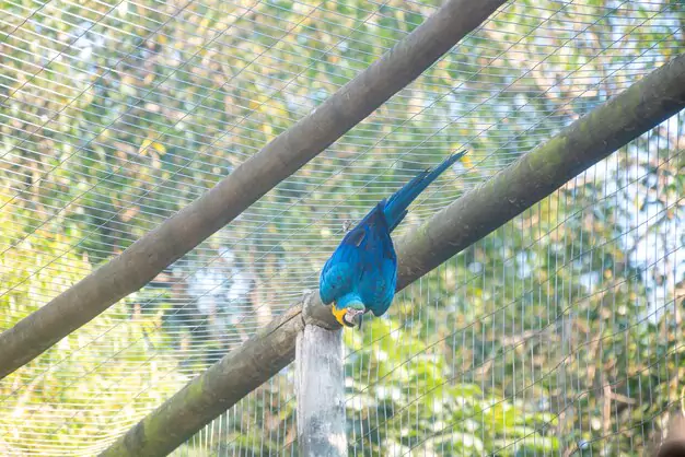 Securing The Future Of The Spix Macaw
