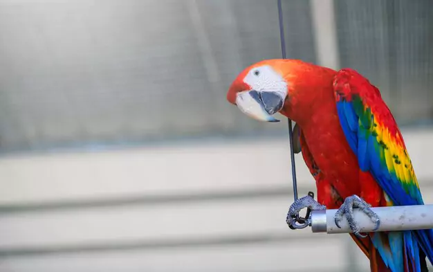 Setting Up A Macaw-Friendly Environment In California Homes