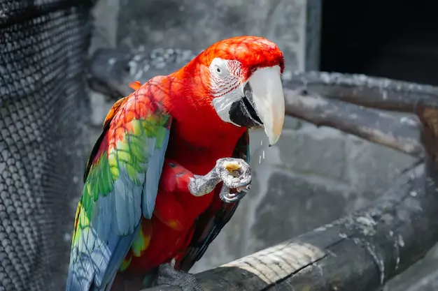 Signs Of Aggressive Macaw Behavior