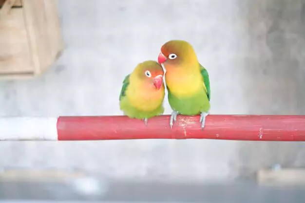 Single or Paired Lovebirds