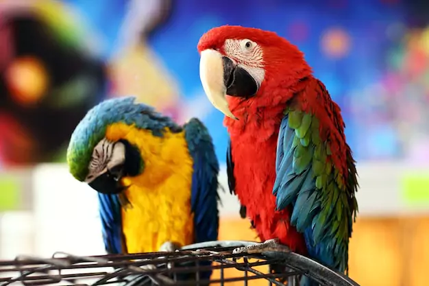 Social Behaviors of Flame Macaws Sweet and Friendly Companions