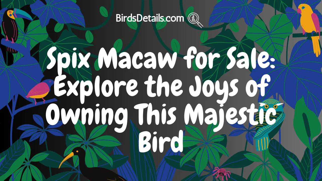 Spix Macaw for Sale