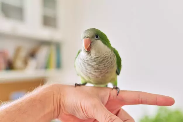 Steps To Successfully Potty Training Your Bird