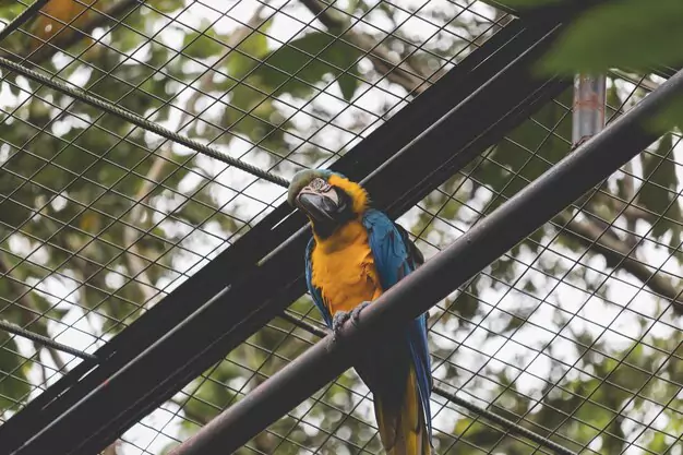 Success Stories: Macaw Protection In Action