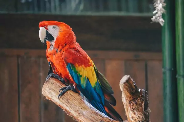 Success Stories Of Scarlet Macaw Conservation