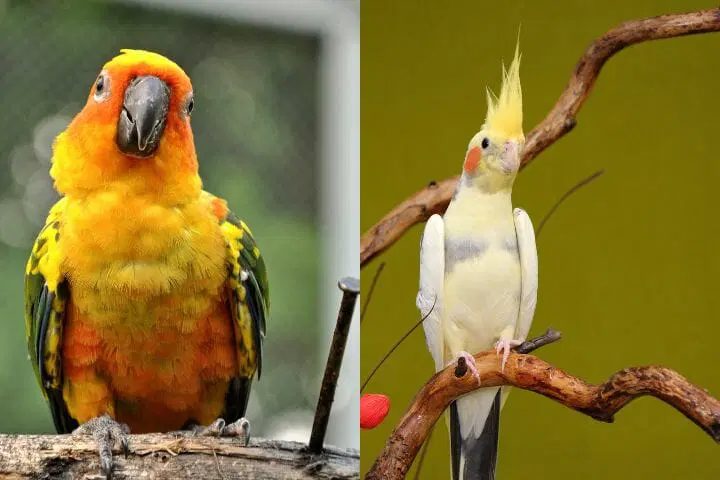 Talking Ability of Cockatiels and Conures