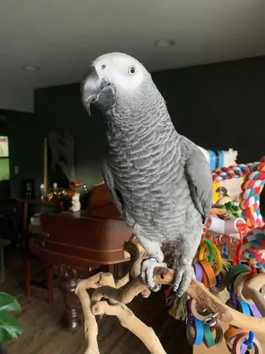 The African Gray Parrot