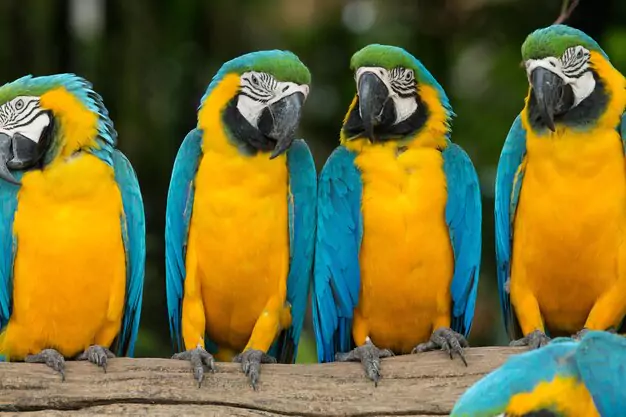The Allure Of The Blue Gold Macaw