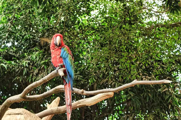 The Beautiful Scarlet Macaw Life Cycle