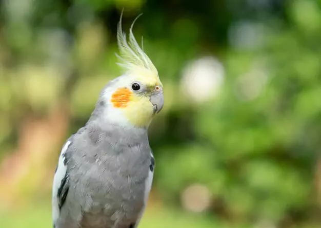 The Beauty and Charm of Pearl Pied Cockatiels A Stunning Combination of Colors