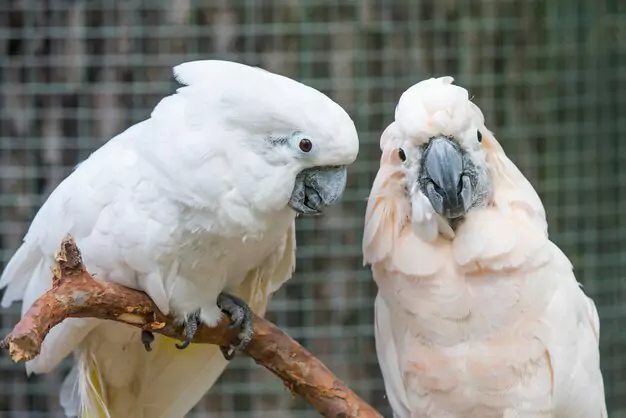 The Beauty of White Macaws