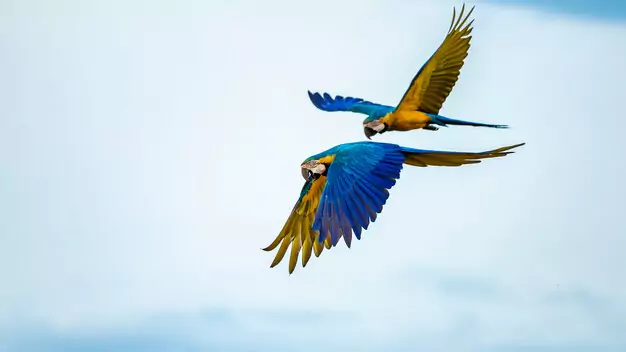The Behavioral Patterns Of Macaws In Flight