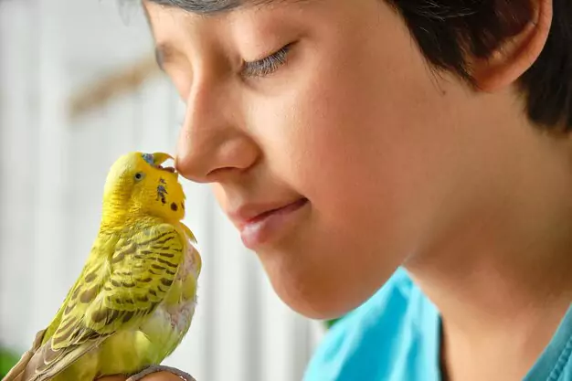 The Benefits Of Having Birds As Pets