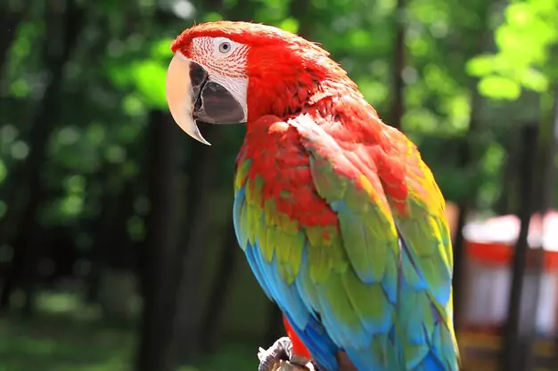 The Birth Of A Scarlet Macaw