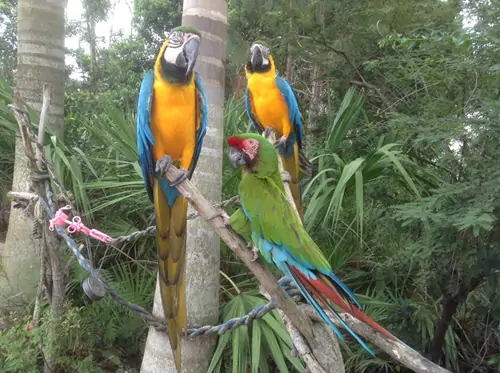 The Blue And Gold Macaw
