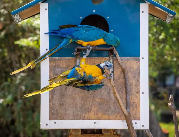 The Blue and Gold Macaw A Key Parent in Flame Macaw Hybridization