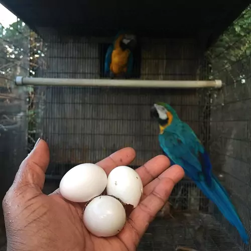 The Brilliant Colors Of Scarlet Macaw Eggs