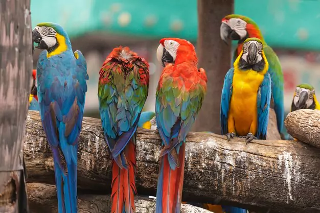 The Cultural Significance Of Guacamayo Birds