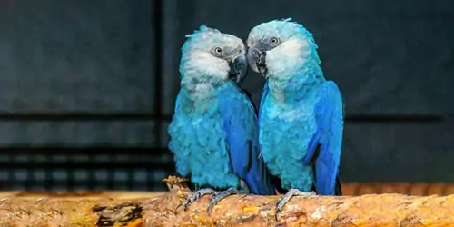 The Ethics Of Spix Macaw Ownership