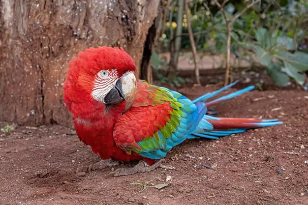 The Fascinating Flame Macaw - A Unique and Amazing Companion