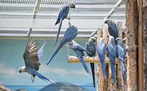 The Historical Decline Of The Spix Macaw Population