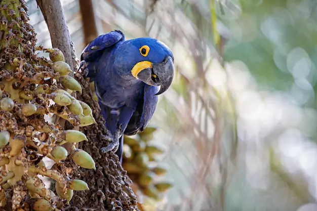 The Impact Of Habitat Loss On Blue Macaw Populations