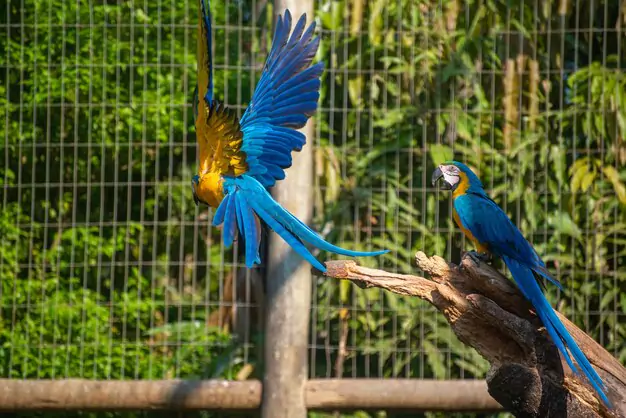 The Importance Of Protecting Macaws