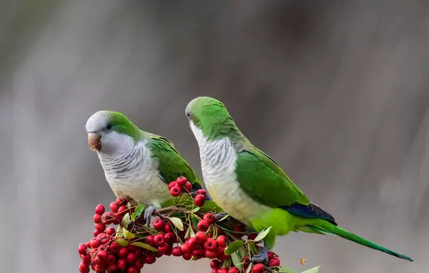 The Importance of Leaving Lovebirds in the Wild