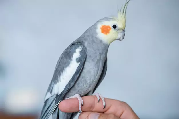 The Importance of Proper Care for Your Pearl Cockatiel