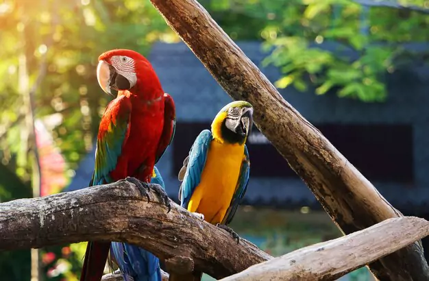 The Marvels Of Macaws