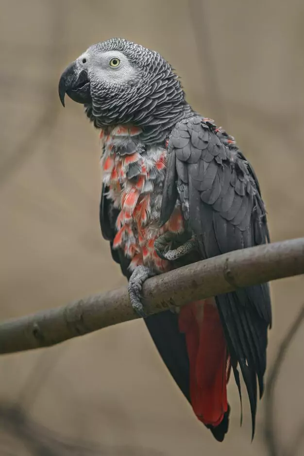 The Most Noteworthy African Grey Mutations