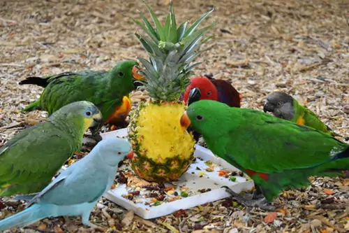 The Nutritional Value Of Pineapple For Parrots