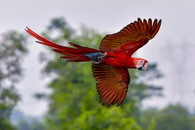 The Price Range Of Scarlet Macaws
