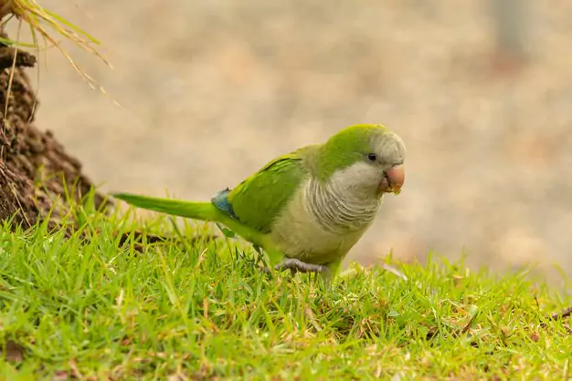 The Primitive Nature of Grey-Headed Lovebird in the Agapornis Genus