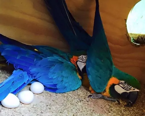 The Protective Role Of Colorful Eggs