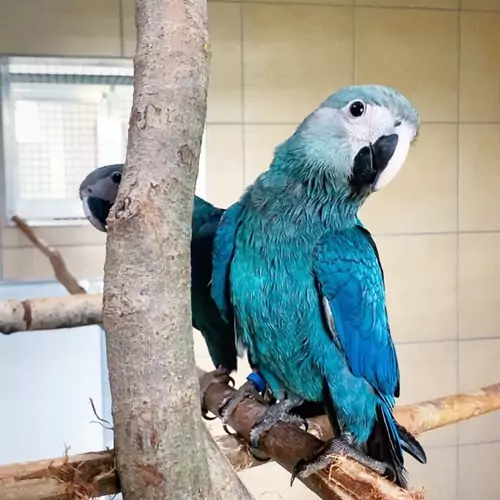 The Role Of Genetics In Spix Macaws’ Lifespan