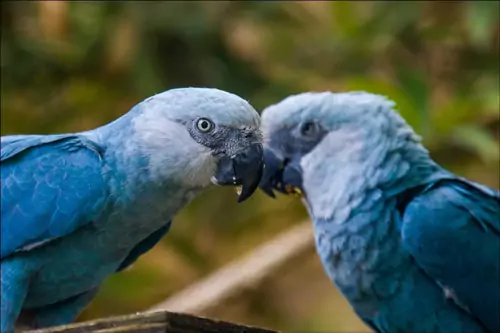 The Spix Macaw’s Majestic Beginnings