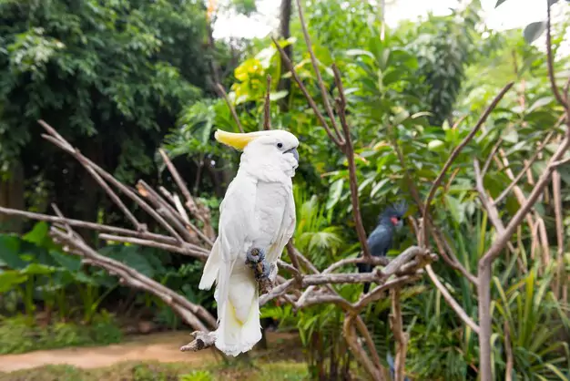 The Sulphur-Crested Cockatoo