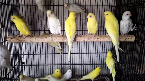 The Surprising Connection Between Yellow Parrots And Price
