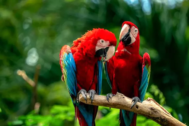 The Unique Origins of the Flame Macaw (Catalina Macaw x Green-Winged Macaw)