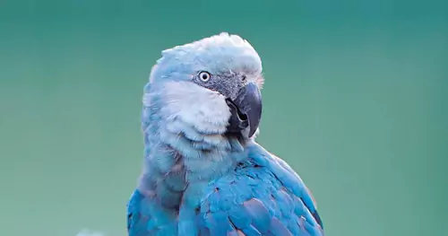 The Value Of Owning A Spix Macaw